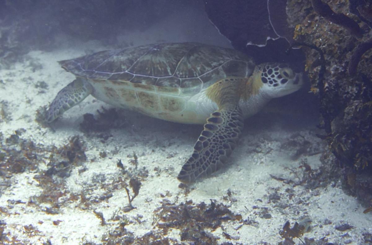 Green turtle getting ready to sleep in Cozumel at Cedral Pass